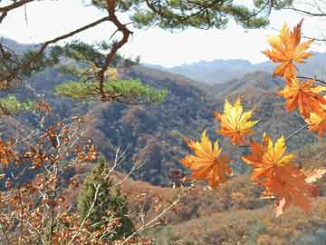 如意吉祥庆丰年 加快四快点恢复 特肖可能在野兽 森林漆黑现虎踪  打一精准生肖，详细解答解释落实_kji78.96.36